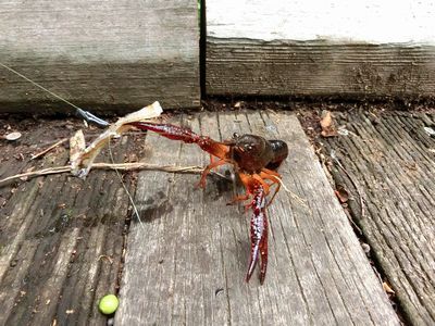 立川公園の池でザリガニ釣り 多摩てばこネット