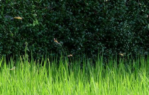 '201508271444_3-500x318.jpg'