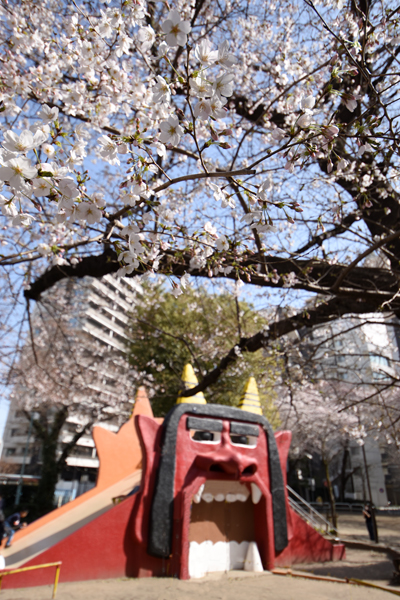桜開花情報 錦町のオニ公園 多摩てばこネット