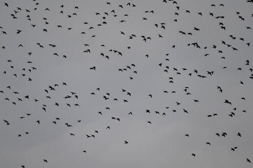 ムクドリのダンス その１ 多摩てばこネット