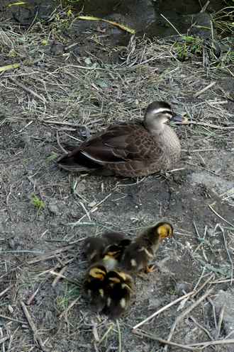 癒し カルガモ親子の可愛い動画 多摩てばこネット